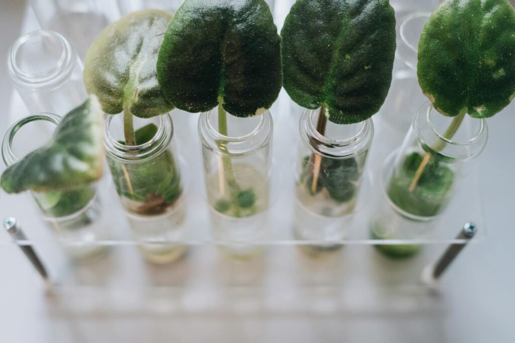Plants in Glass Vases